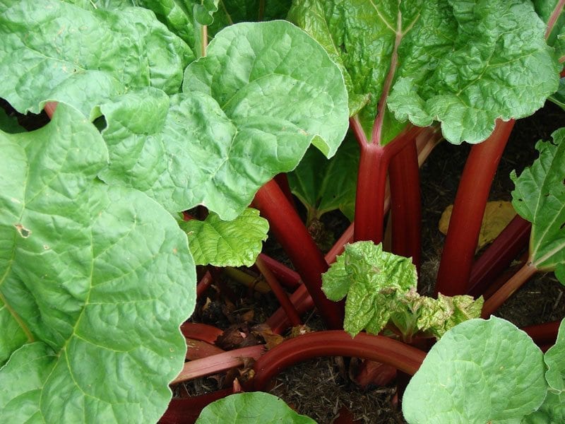 Canadian Red Rhubarb Info: Tips For Growing Canadian Red Rhubarb Plants