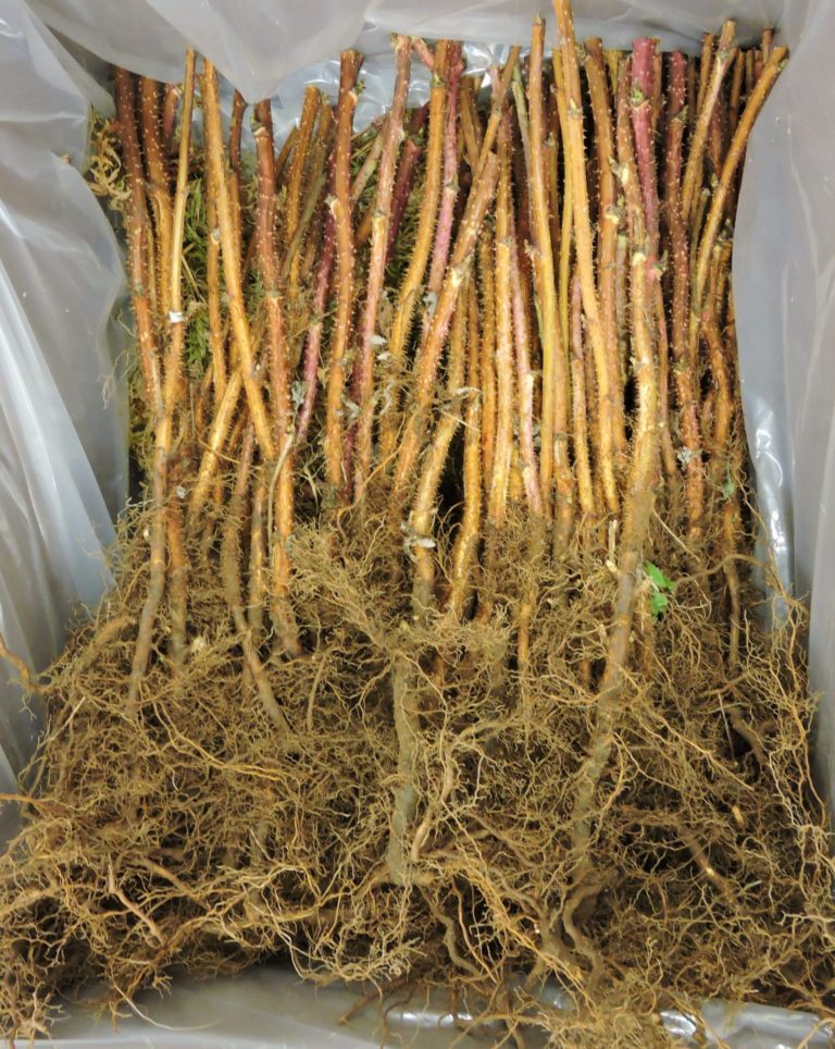 raspberry-canes-keddy-nursery